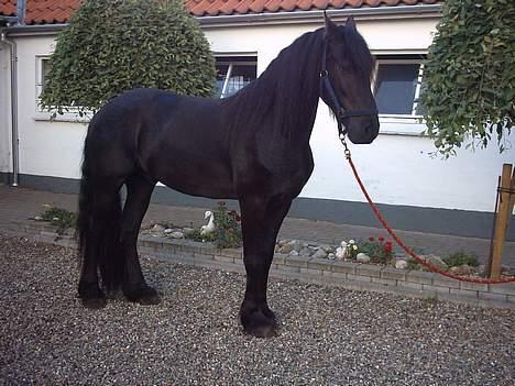 Frieser Jetse billede 14