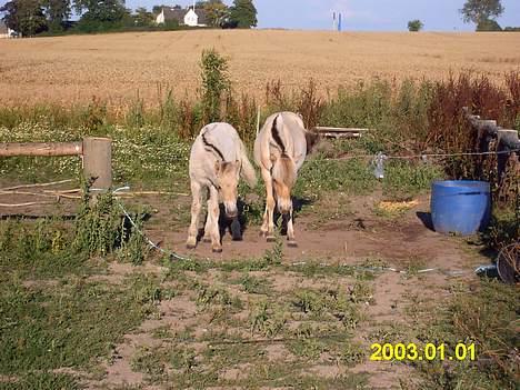 Fjordhest Emil - Pelle og emil billede 2