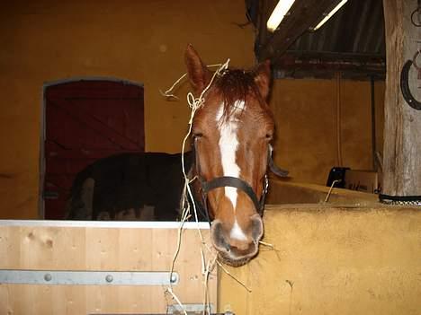 Anden særlig race Perle billede 17