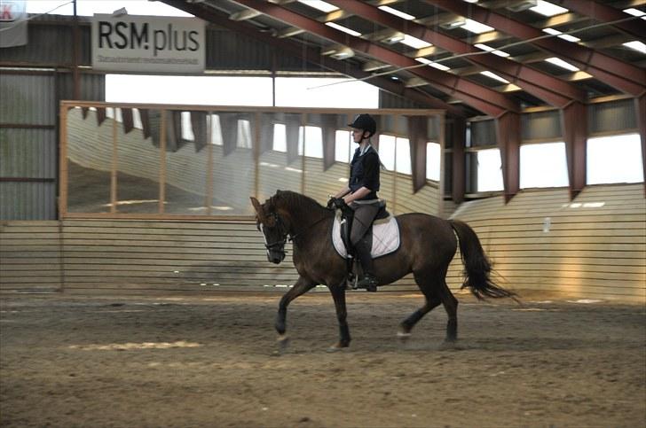 Anden særlig race Perle - undervisning ved Lene Jervelund! taget af cille andersen billede 18
