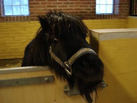 Shetlænder Jolly billede 4