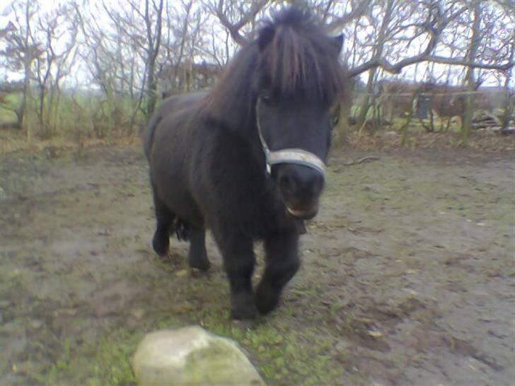 Shetlænder Jolly billede 5