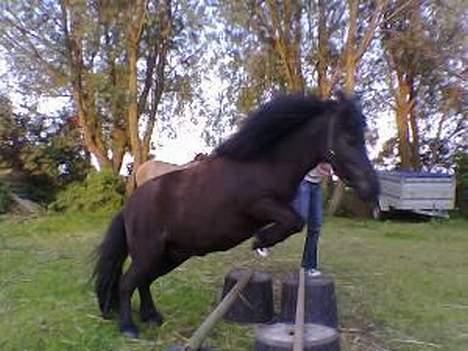 Shetlænder Jolly billede 6