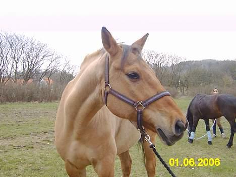 Anden særlig race *HIMMELHEST* elevhest Laban! - i sommers ..  <´3 han da han var min billede 11