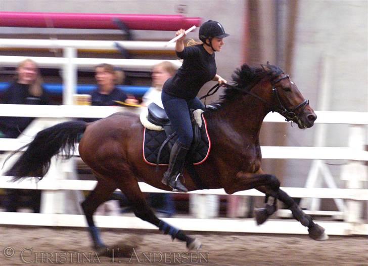 Knabstrupper Petit Af Vilhelmsgård solgt - Fuld galop i ringridning på ridelejr suså 2007 =) Billed CTA (Christina T Andersen) billede 14
