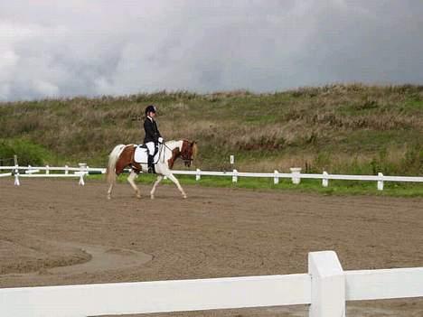 Pinto Mikki billede 20