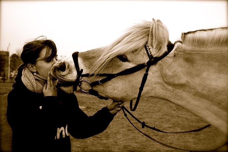 Fjordhest Rico Kjeldsvang <3 R.I.P.  - Du er verdens bedste pony, elsker dig så højt skat!.  billede 9