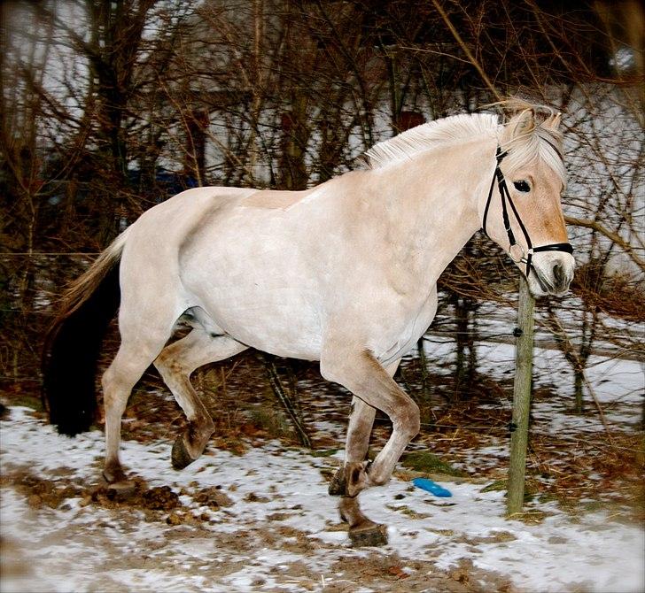 Fjordhest Rico Kjeldsvang <3 R.I.P.  - Den smukkeste, på sin sidste dag <3 billede 10