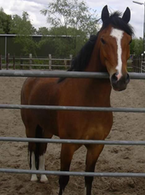 Belgisk Sportspony Filou van de delthoeve - Belgien. deejlig pony <3 billede 1