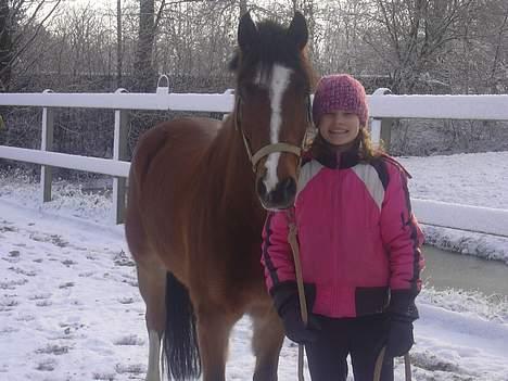 Belgisk Sportspony Filou van de delthoeve - gamle ejer.. :) billede 2