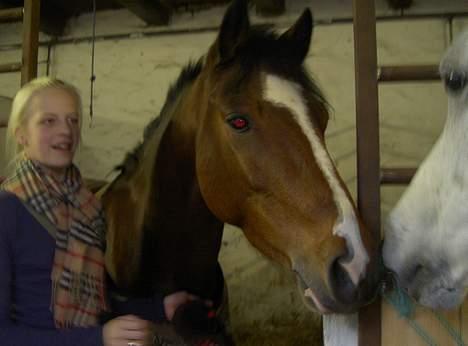 Belgisk Sportspony Filou van de delthoeve - står og hygger med en anden pony. billede 4