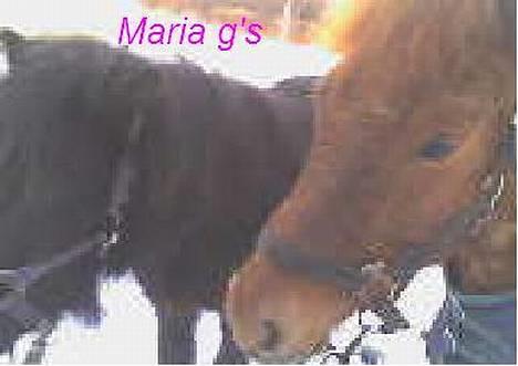 Anden særlig race KLAUS (død) - klaus og willi billede 9