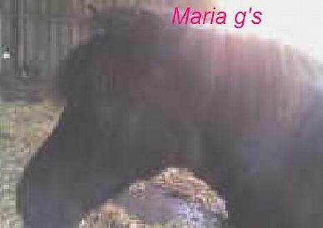 Anden særlig race KLAUS (død) - søde klaus billede 13