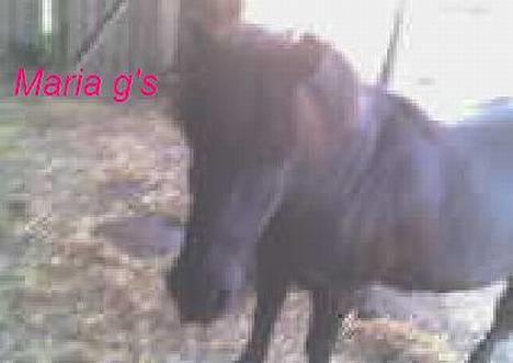 Anden særlig race KLAUS (død) - han står i læ skuret billede 14