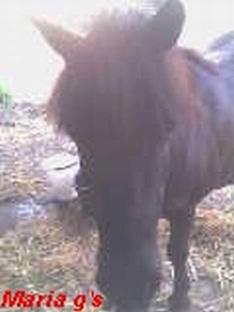 Anden særlig race KLAUS (død) - nogen der tager billeder billede 15