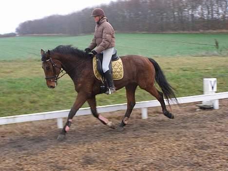 Dansk Varmblod Bomgaardens Baloo - Trav på rideskolen, kun redet ham 15 - 20 gange inden :) Efterår 2006 billede 2