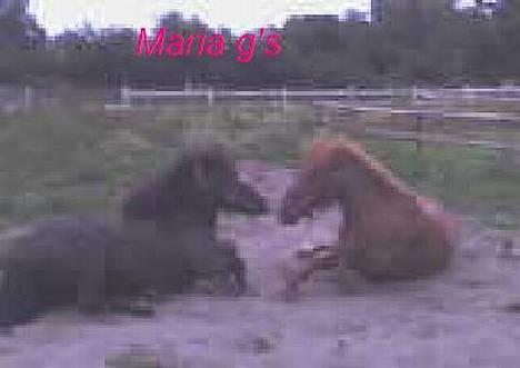 Anden særlig race KLAUS (død) - klaus og min veninde billede 16