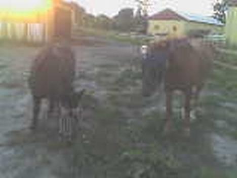 Anden særlig race KLAUS (død) - willi og klaus billede 17