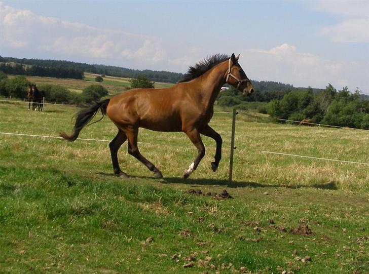 Dansk Varmblod Bomgaardens Baloo billede 4