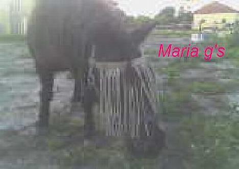 Anden særlig race KLAUS (død) - er der græs billede 18