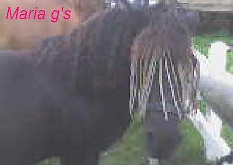 Anden særlig race KLAUS (død) - tager i billeder billede 19