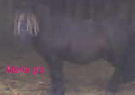 Anden særlig race KLAUS (død) - udstilling:P billede 20