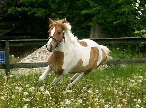 Anden særlig race Zurprise - dejlig galop tur i græsset billede 7