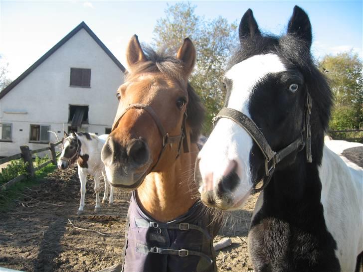 Irish Cob Athos  - Titan og Athos på fold.. uh så søde.. billede 15