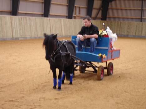 Shetlænder blackey billede 2