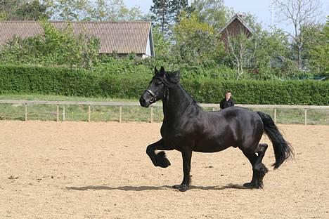 Frieser schalke / odin schelde.  R.i.p. (Himmelhest) - hej susanne har du fanget mig billede 11