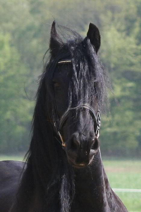 Frieser schalke / odin schelde.  R.i.p. (Himmelhest) -  hej sus det her billede skal du tage nu billede 12