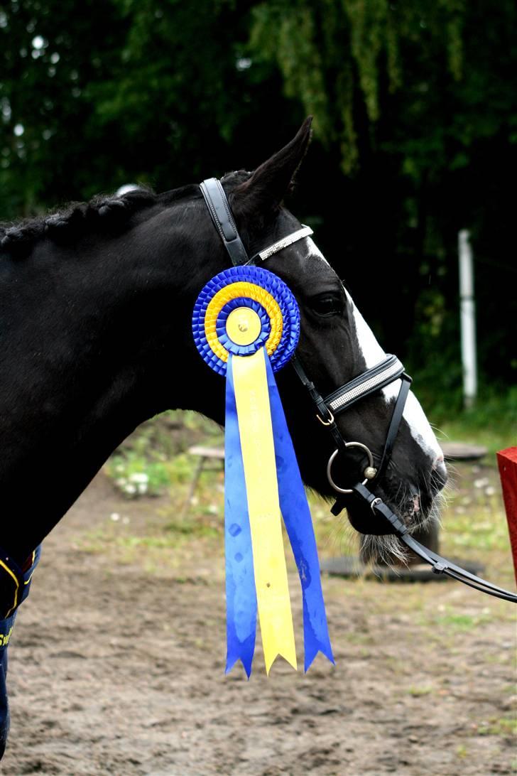 Irsk Sportspony Multistar Scan | A-PONY - Vinder af Nordisk Mesterskab for hold 2009. (Foto: mor) billede 9