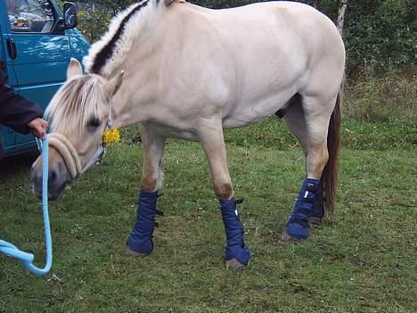 Fjordhest Prins ( kaldet Oliver ) billede 7