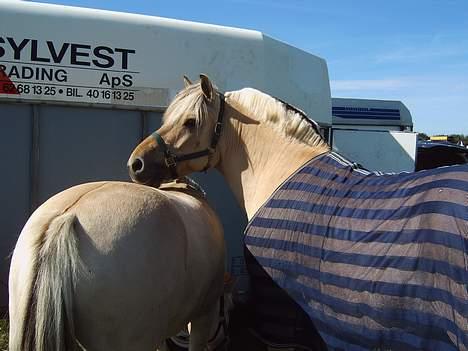 Fjordhest Prins ( kaldet Oliver ) - Til stævne syd billede 8