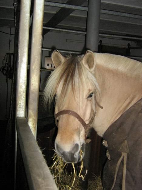 Fjordhest Prins ( kaldet Oliver ) - Oliver hjemme i stalden:) billede 9