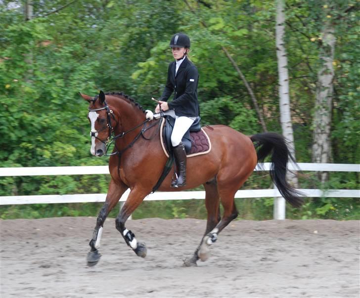 Dansk Varmblod MR. BURBERRY - D. 7.9.2008 billede 20