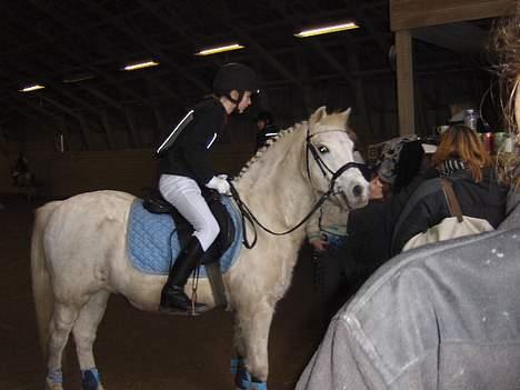 Welsh Pony (sec B) *Gl. Part* Bubbly Burglar - kigger baneskitsen igennem  billede 17