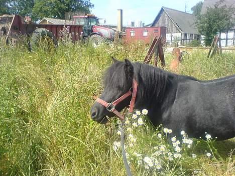 Shetlænder Rikke  - Her er vi lige ude og gå en tur  (mobil billede) billede 16