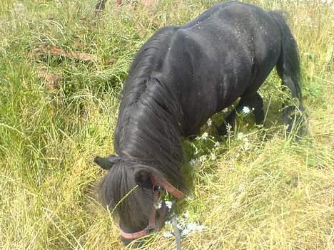 Shetlænder Rikke  - spiser græs (mobil billede) billede 17
