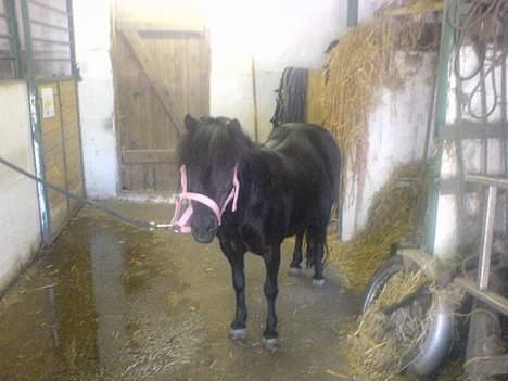 Shetlænder Rikke  - i stalden.. heh (mobil billede) billede 18