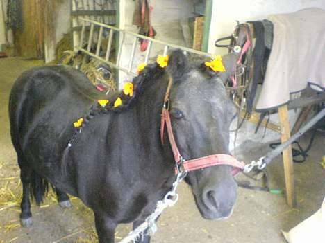 Shetlænder Rikke  - Lige inde vi skulle til ringridning.. (mobil billede) billede 19