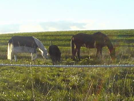 Shetlænder Rikke  - På folden sammen med silvart og donel..   (mobil billede) billede 20