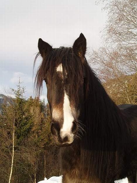 Norsk Døle Lillebror billede 1