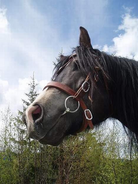 Norsk Døle Lillebror billede 2