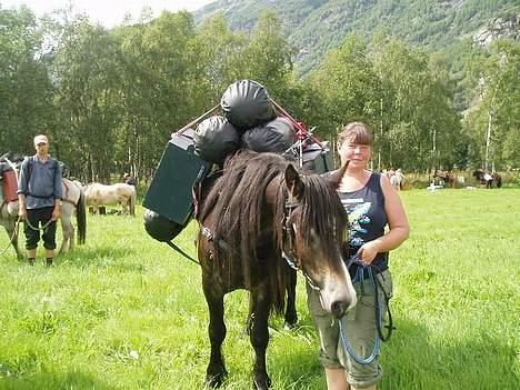 Norsk Døle Lillebror - Lillebror som kløvhest billede 3