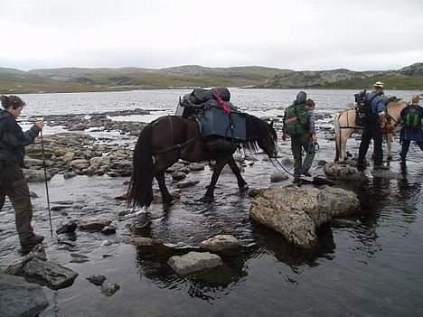 Norsk Døle Lillebror - Kløvtur over Hardangervidda sommeren 06 billede 4