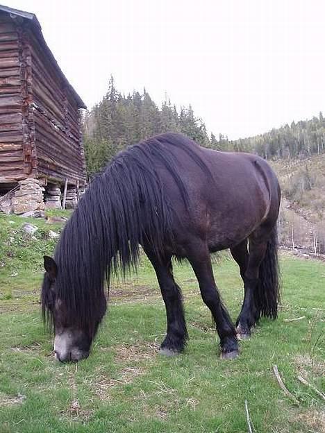 Norsk Døle Lillebror billede 5