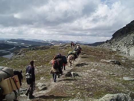 Norsk Døle Lillebror billede 6