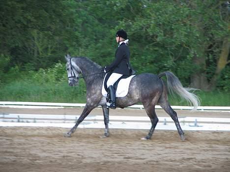 DSP Bentley (SOLGT) - La1 F.R.K billede 7