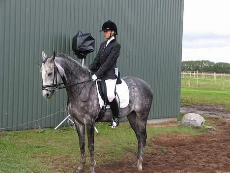 DSP Bentley (SOLGT) - stævne i sæby billede 8